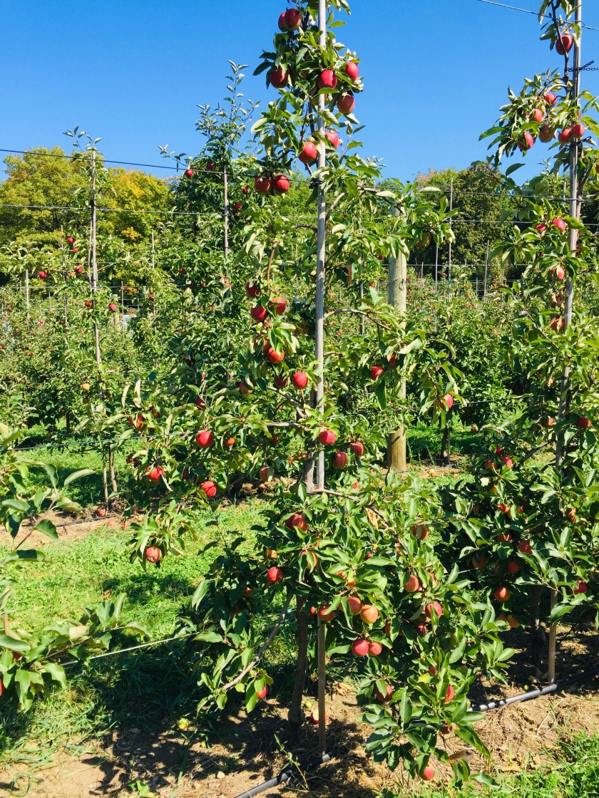 Mont Saint-Bruno - Apple picking orchard